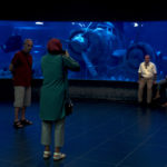 Visita all'acquario in Album di Mehmet Can Mertoğlu (Turchia, Francia 2016)
