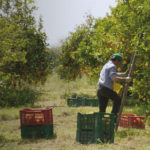 Lavoro agricolo nel documentario Nul homme est une île di Dominique Marchais (Francia, 2017)