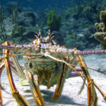 Variegata fauna marina nel documentario Le meraviglie del mare di Jean-Michel Cousteau e Jean-Jacques Mantello (Wonders of the Sea, UK, Francia 2017)