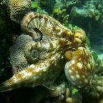 Ancora meraviglie acquatiche in Le meraviglie del mare di Jean-Michel Cousteau e Jean-Jacques Mantello (Wonders of the Sea, UK, Francia 2017)