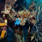 Un'altra suggestiva immagine tratta dal documentario Le meraviglie del mare di Jean-Michel Cousteau e Jean-Jacques Mantello (Wonders of the Sea, UK, Francia 2017)