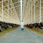 Un'inquietante immagine dal documentario The Milk System di Andreas Pichler (Das System Milch, Italia, Germania 2017)