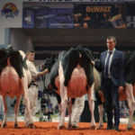 Mucche gravide in mostra durante The Milk System di Andreas Pichler (Das System Milch, Italia, Germania 2017)