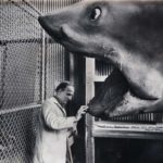 Ingmar Bergman osserva incuriosito il modello del "mostro" in un fuori scena de Lo squalo di Steven Spielberg (Jaws, USA 1975)
