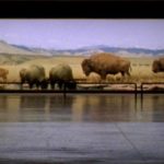 Un'immagine tratta dal documentario The Last Buffalo Hunt di Lee Anne Schmitt (USA, 2011)