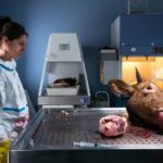 Situazione macabra ne Le sorelle Macaluso di Emma Dante (Italia, 2020)