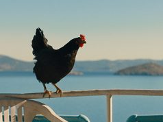 Hen – Storia di una gallina
