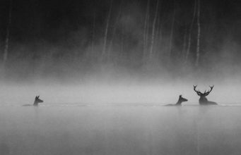 Le chant des forêts