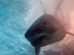 Deep Water – Incubo dagli abissi
