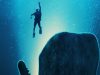 Whalefall – Nella balena